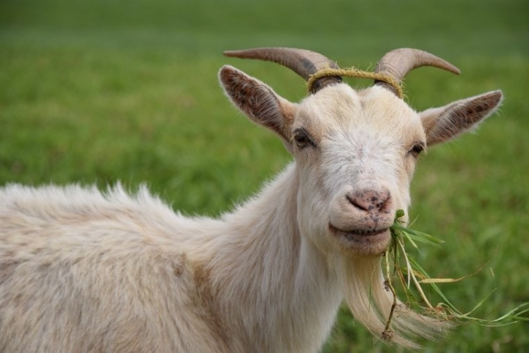goat eating grass in the wild