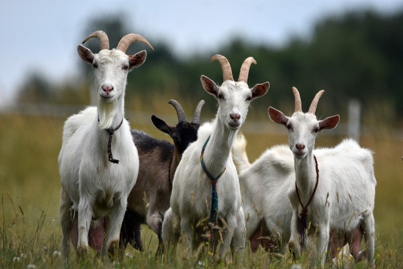 Do Female Goats Have Horns? What You Need To Know! | Pet Keen