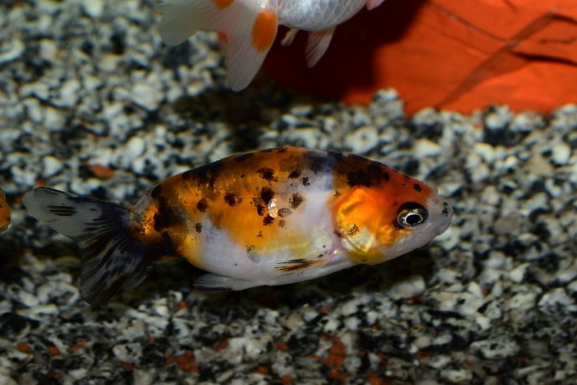 goldfish bottom sitting