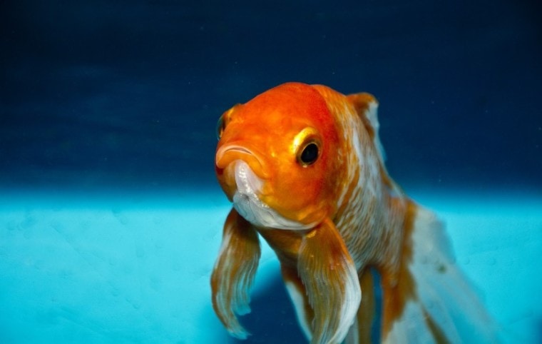 goldfish close up