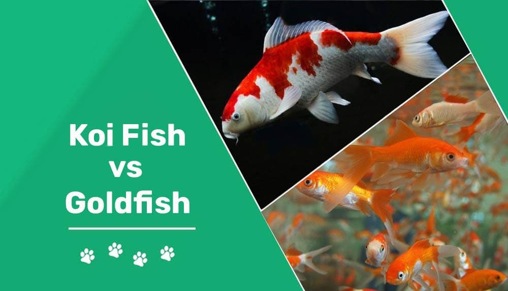 Goldfish vs. Koi: What's the Difference & Which Is Right for You? | Pet Keen