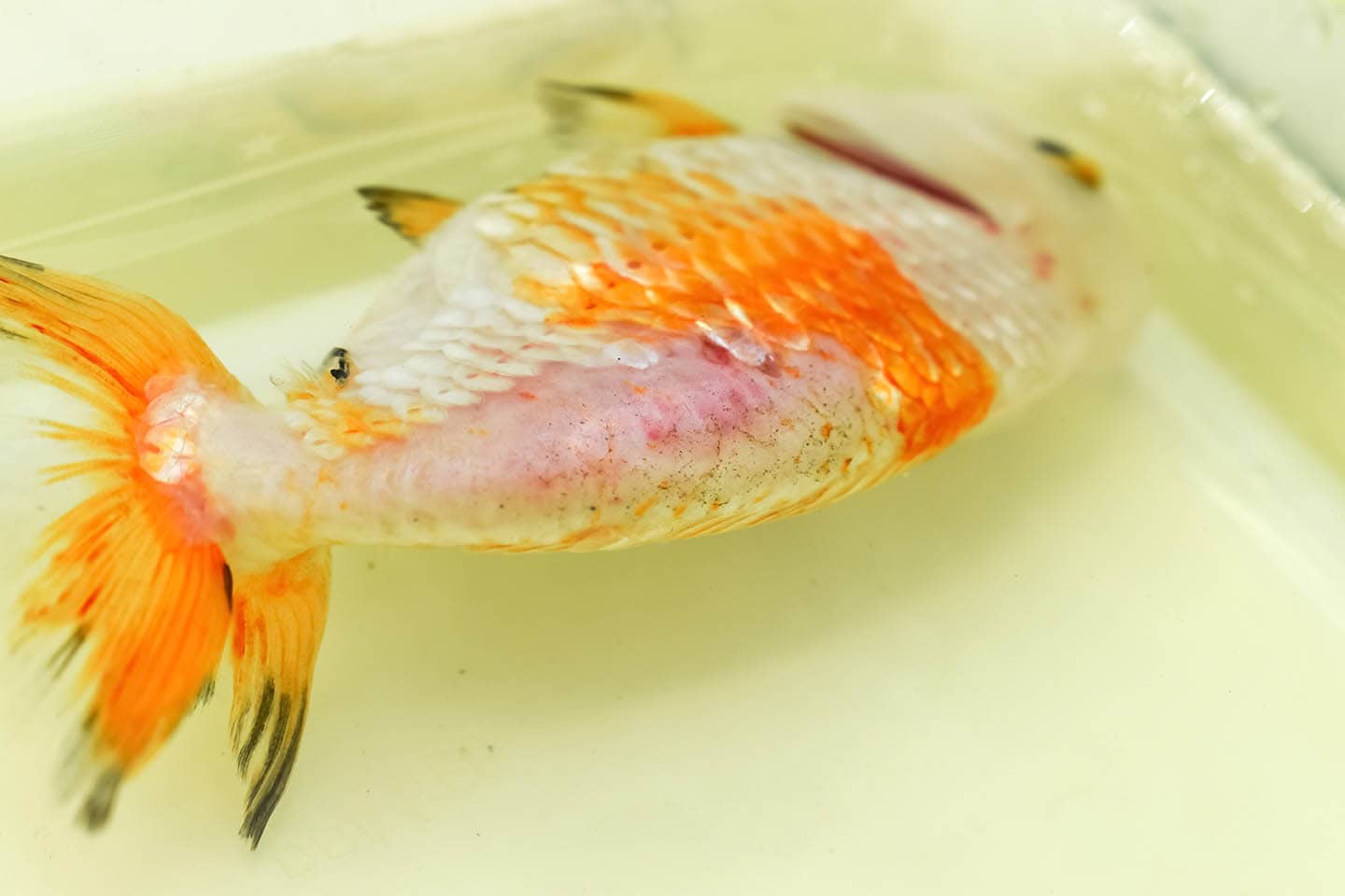 goldfish with ulcer