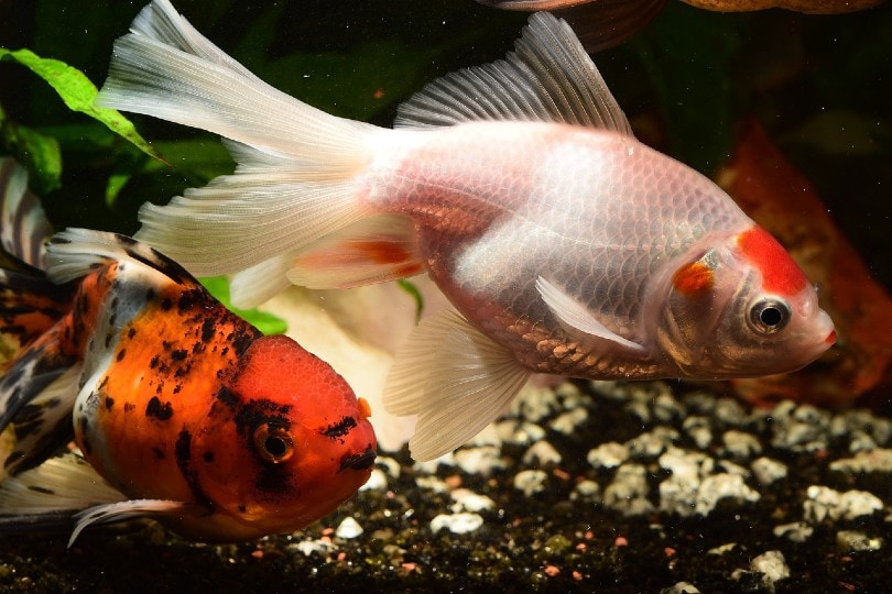 Aggressive Goldfish Behavior: 11 Reasons & Solutions to Stop it! | Pet Keen