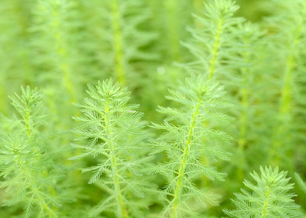green foxtail plant
