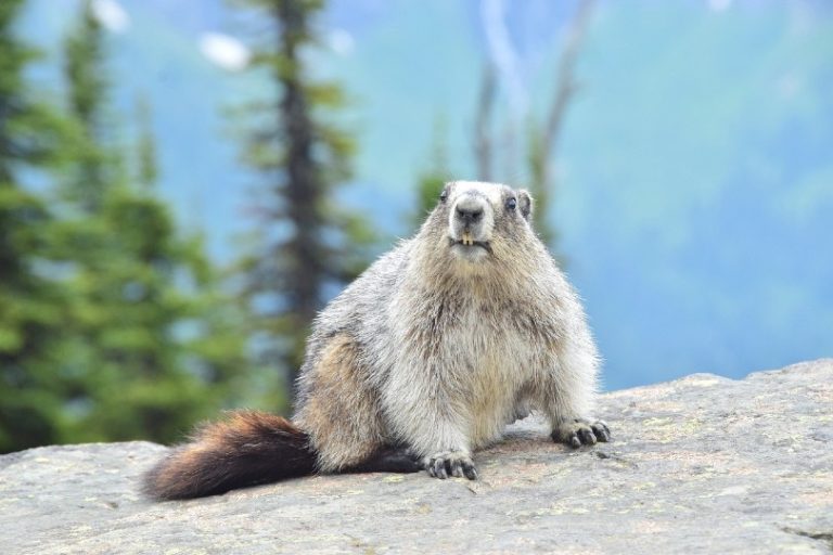 Do Groundhogs Make Great Pets? Legality, Ethics & FAQs | Pet Keen