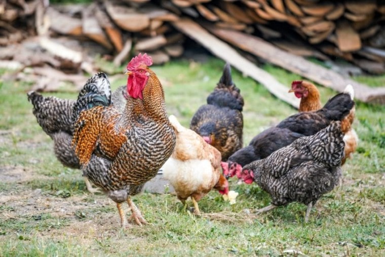 group of chicken in backyard