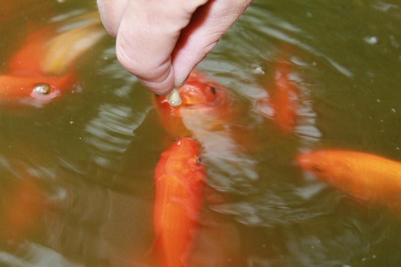 hand feeding goldfish