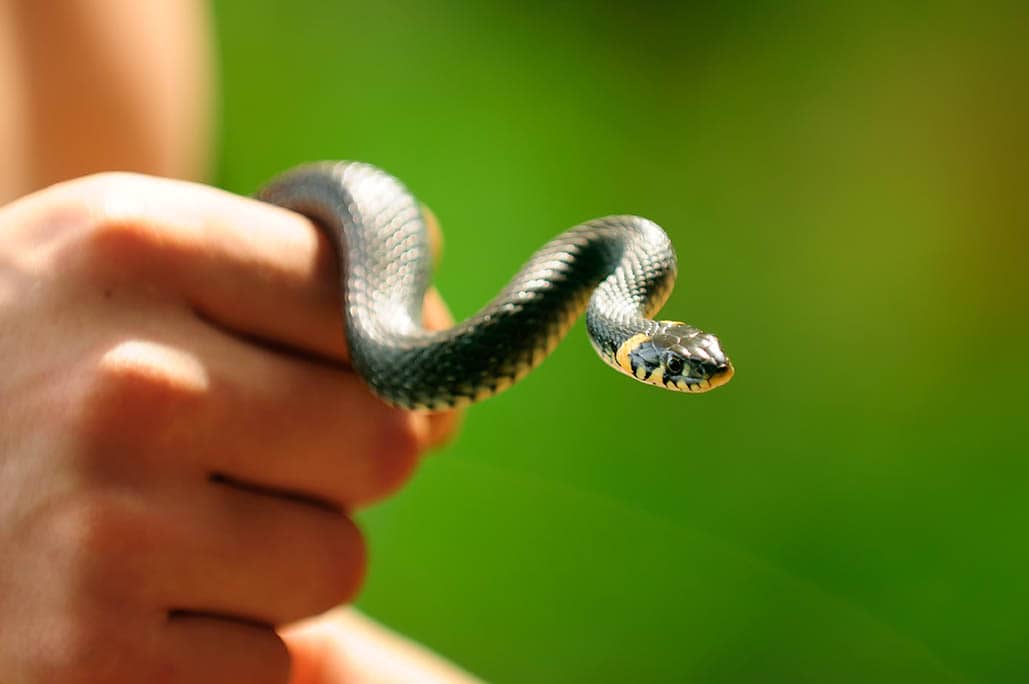 Ребенок держит змею. Змея на руке. Уж на руке. Прирученная змея.