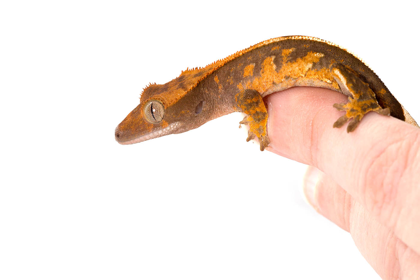 harlequin crested gecko on person's hand