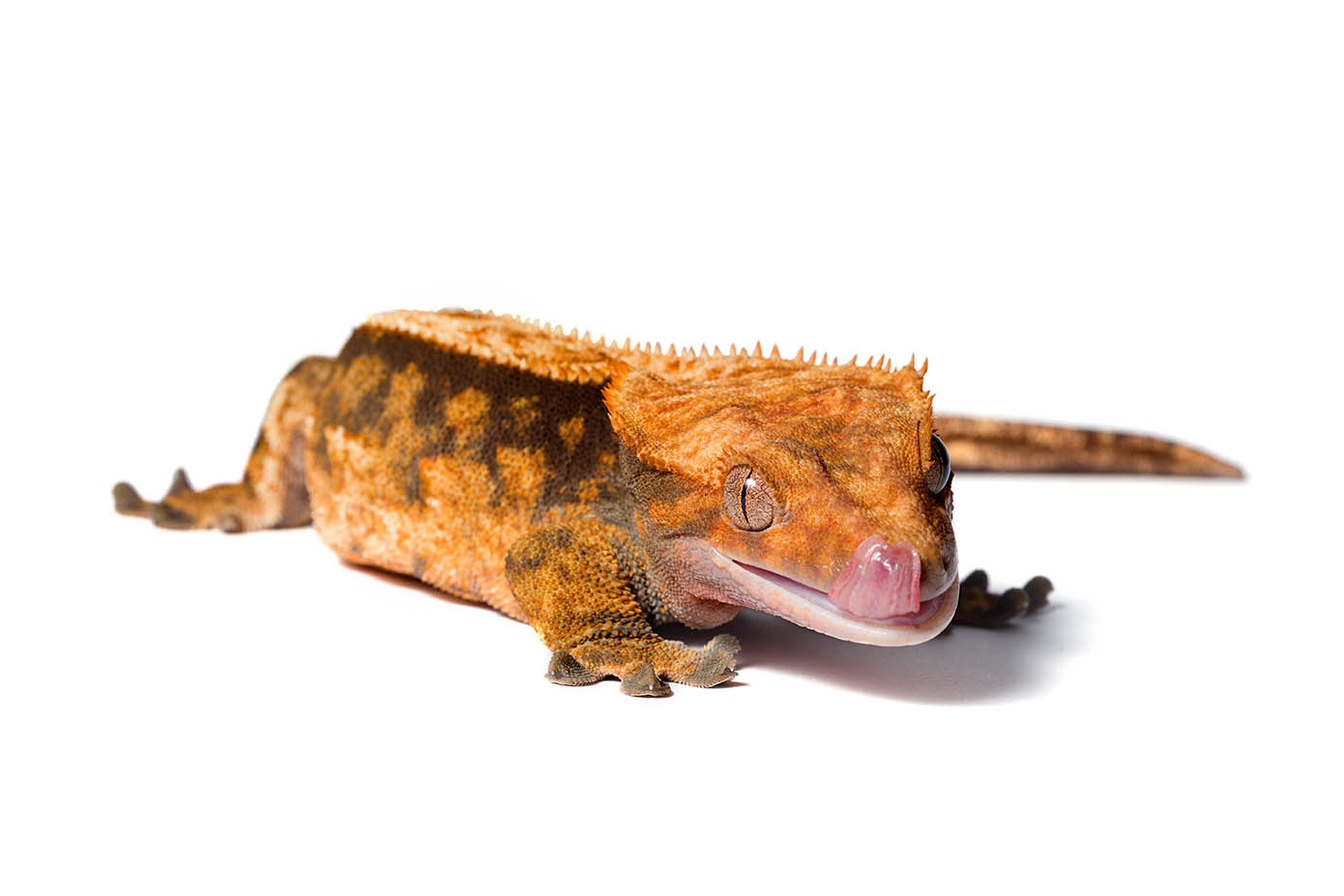 Harlequin crested gecko