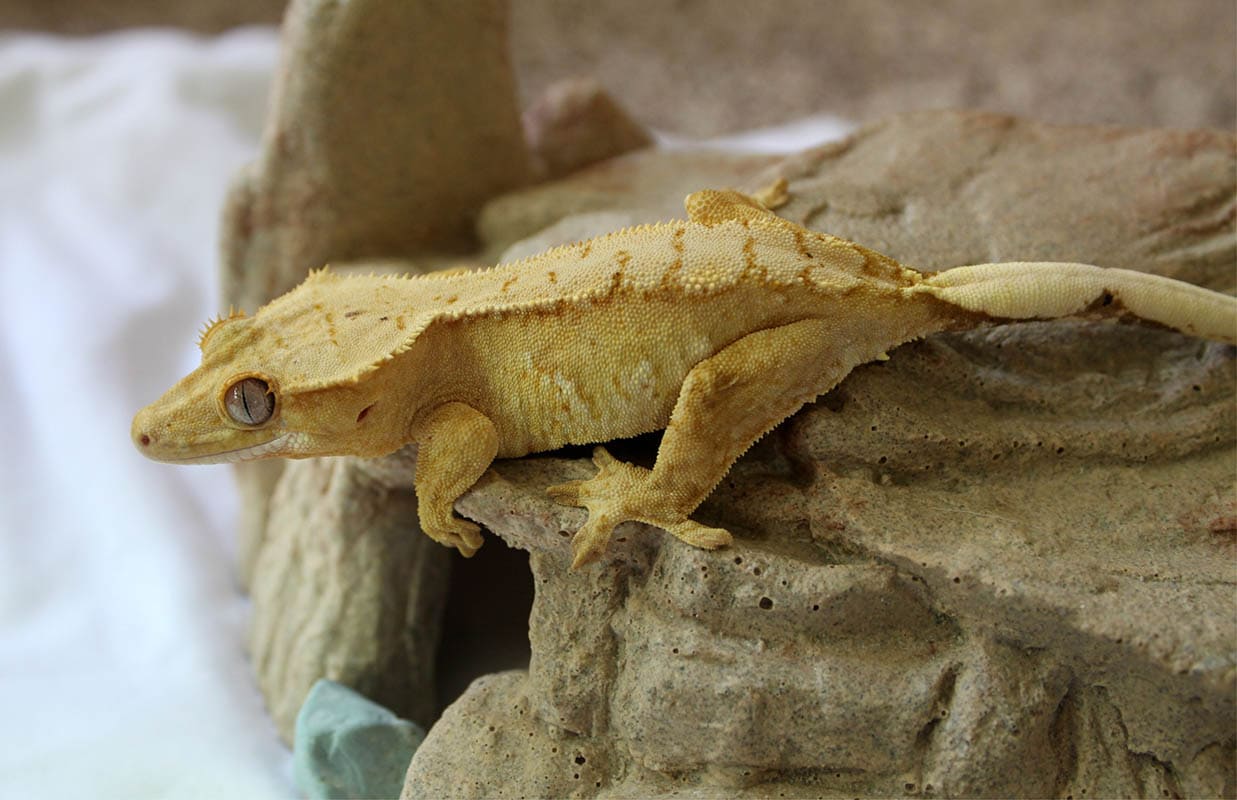 Harlequin Crested Gecko: Info, Gambar & Panduan Perawatan untuk Pemula | Keenan Hewan Peliharaan