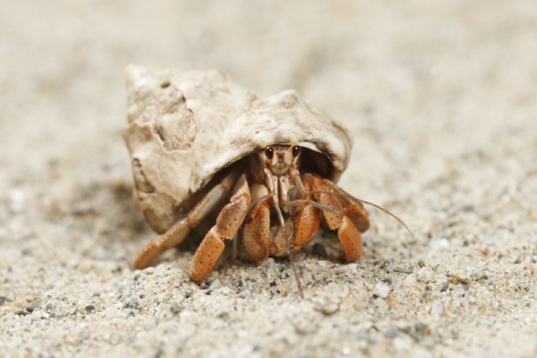 hermit crab at the beach