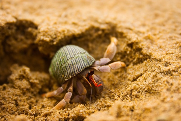 hermit crab burrowing