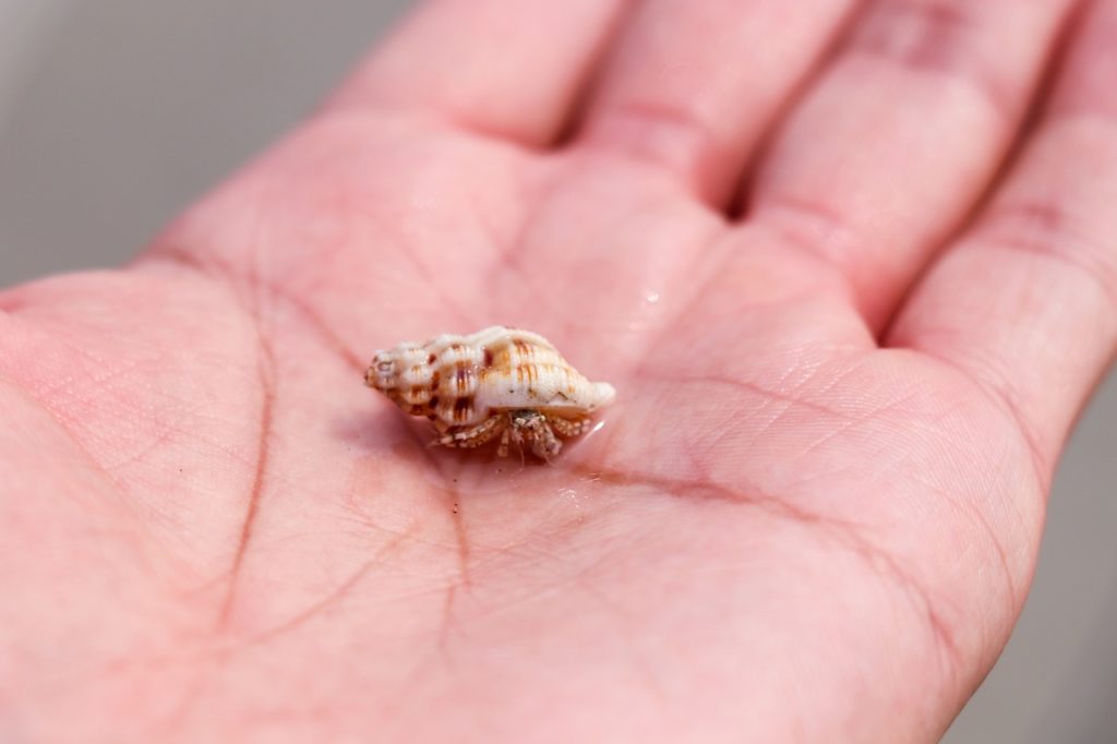 hermit crab in a person's palm