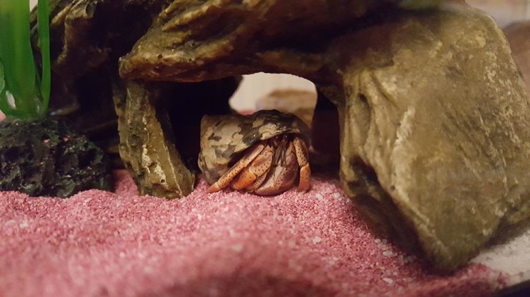 hermit crab sleeping
