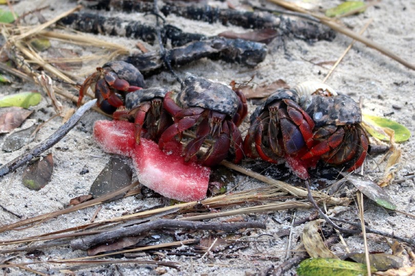 hermit crabs eating watermelon