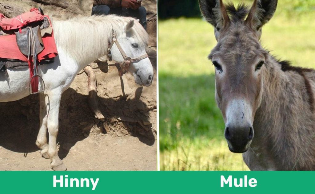 Hinny vs Mule: Key Differences (With Pictures) | Pet Keen
