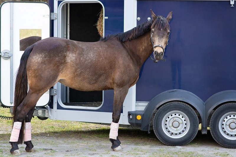 horse beside a trailer