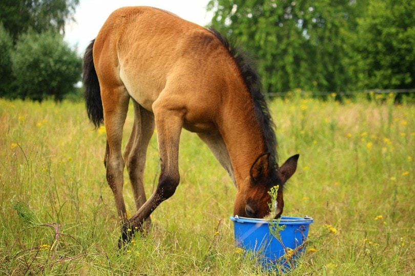 horse drinking from bucket