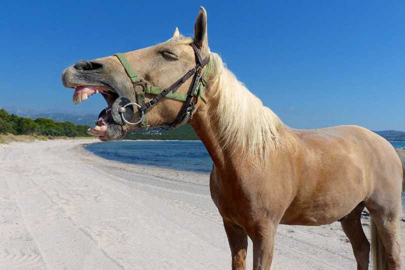 horse laughing by the beach