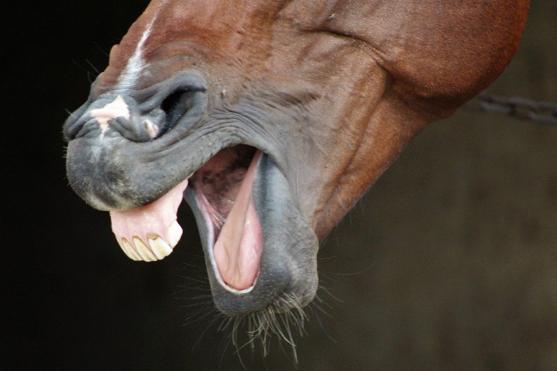 horse teeth