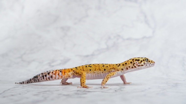 hypo leopard gecko
