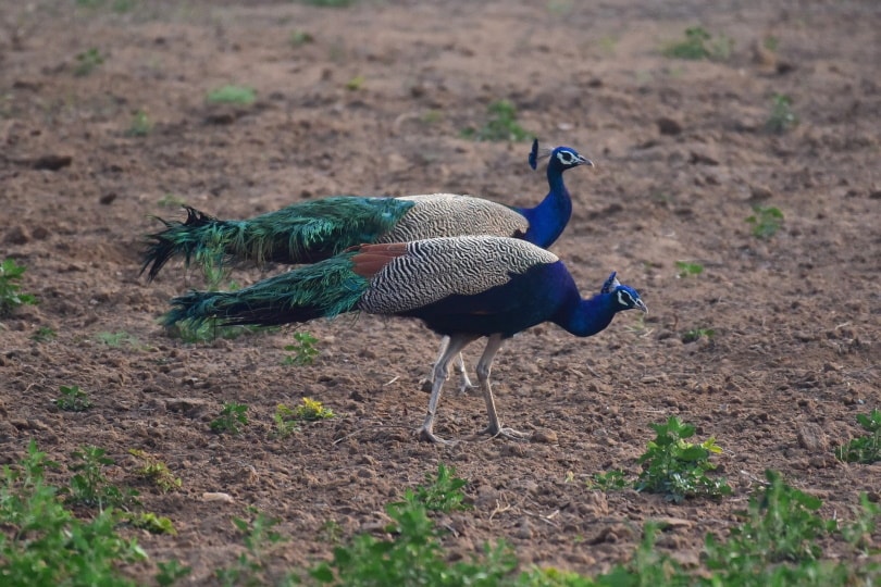 indian peacock_SajeevBhaskaran_Pixabay
