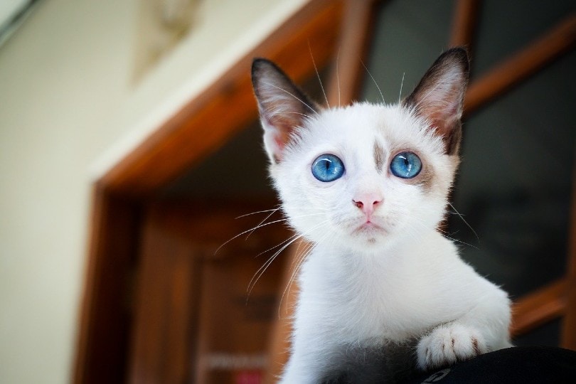 kitten eyes