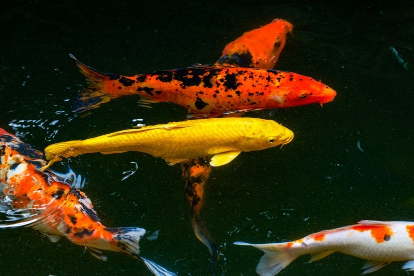 koi and goldfish in the ornamental fish pond