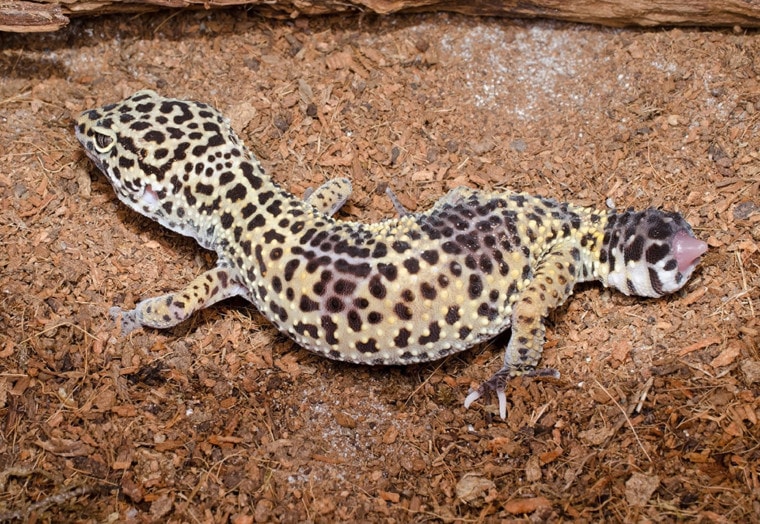 leopard gecko lost its tail