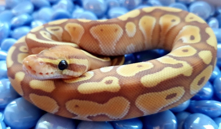 lesser ball python