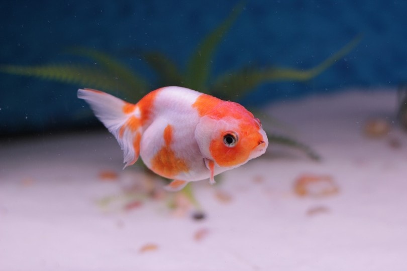 lion head goldfish in an aquarium