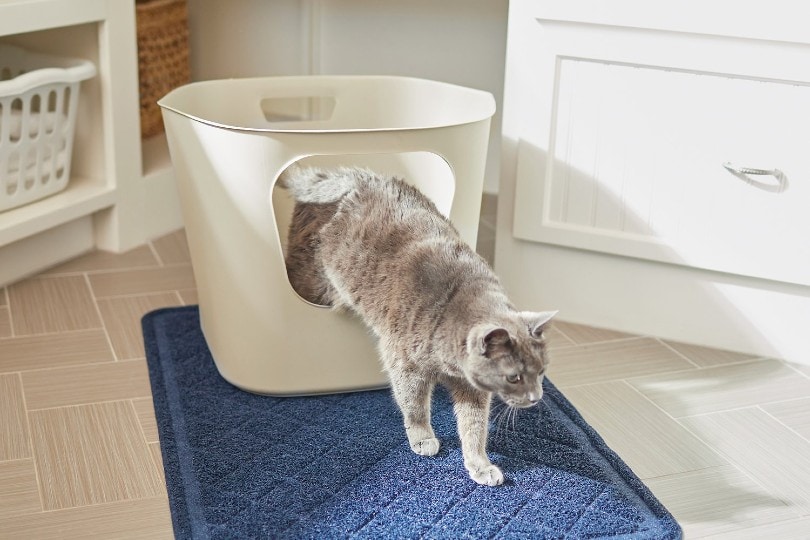 litter box for large cats