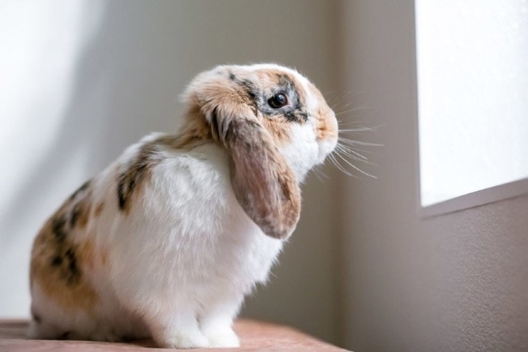 Depression in Rabbits: Signs, Causes, Treatments, and More (Vet Answer) |  Pet Keen