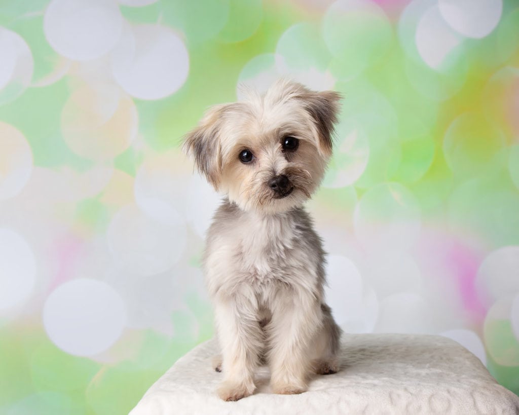 22 Gorgeous Maltese Mixes (With Pictures) | Pet