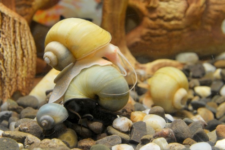 mystery snails