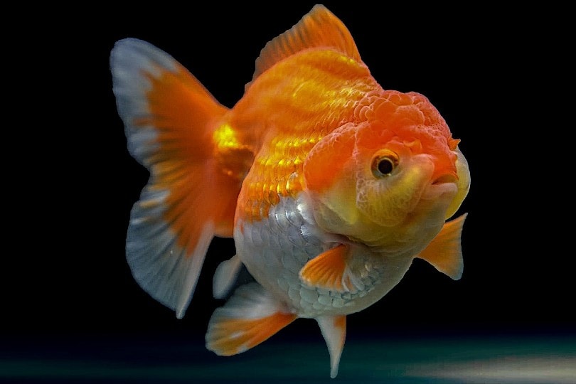 Fish Tank Companions (Compatibility Guide 2022) oranda goldfish