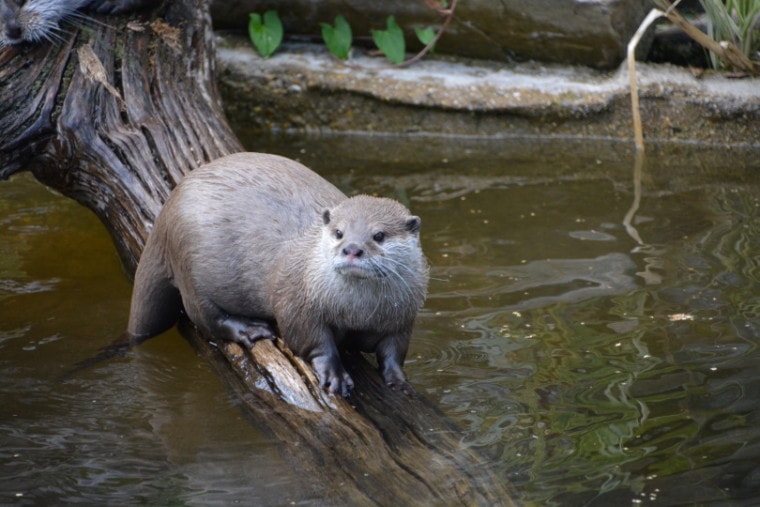otter in water_Piqsels
