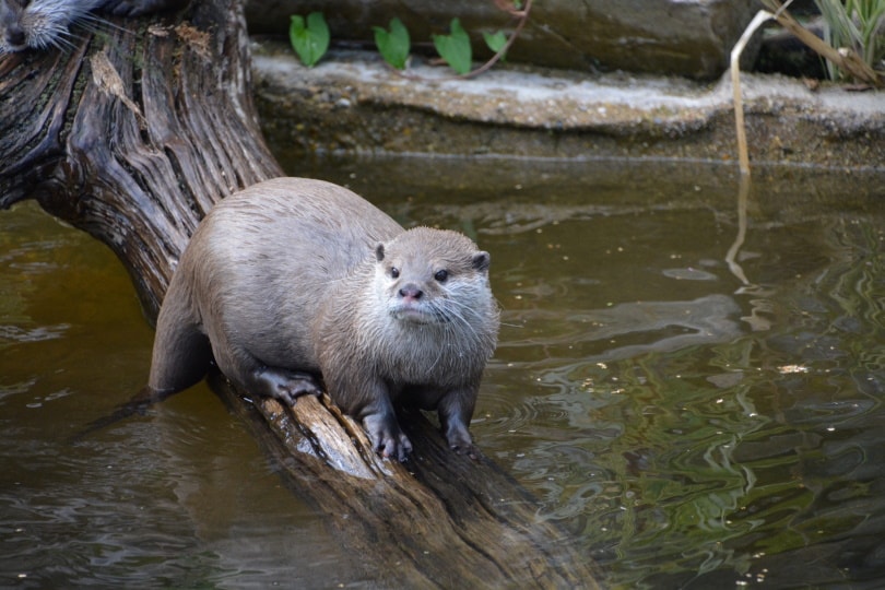 What Do Otters Eat? What You Need To Know! | Pet Keen