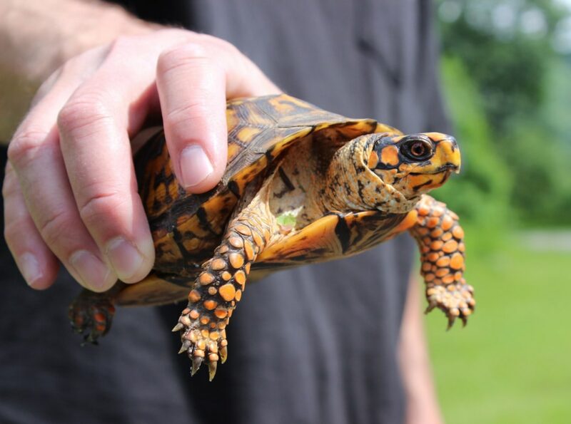 person carrying an Eastern Box Turtle