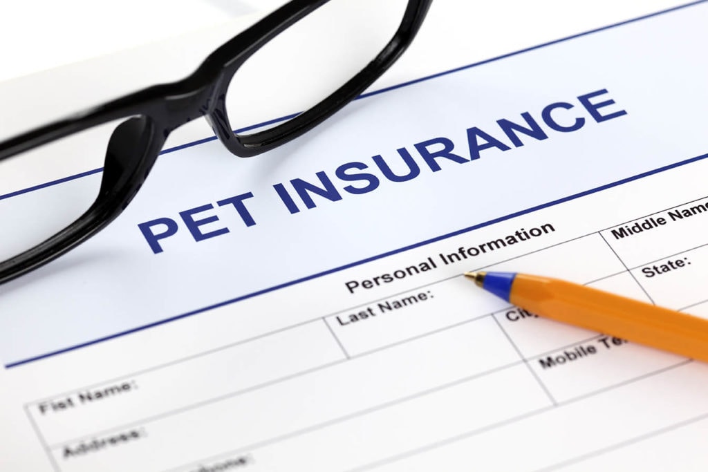Pet insurance form close up