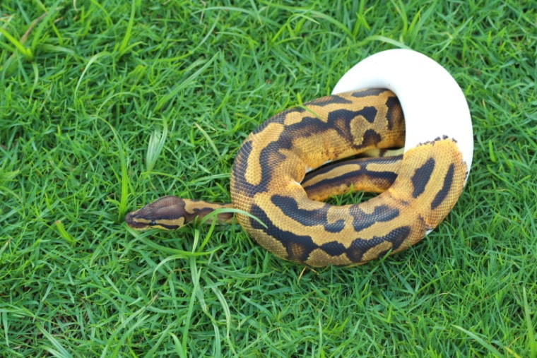 piebald python on grass