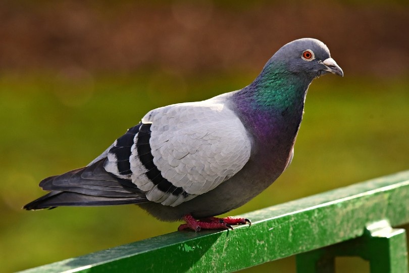 Do Pigeons Make Good Pets? 