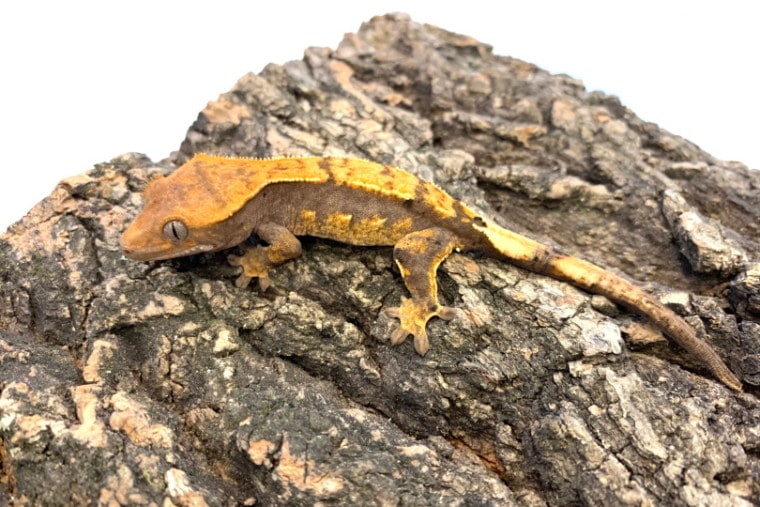 pinstripe crested gecko on rock