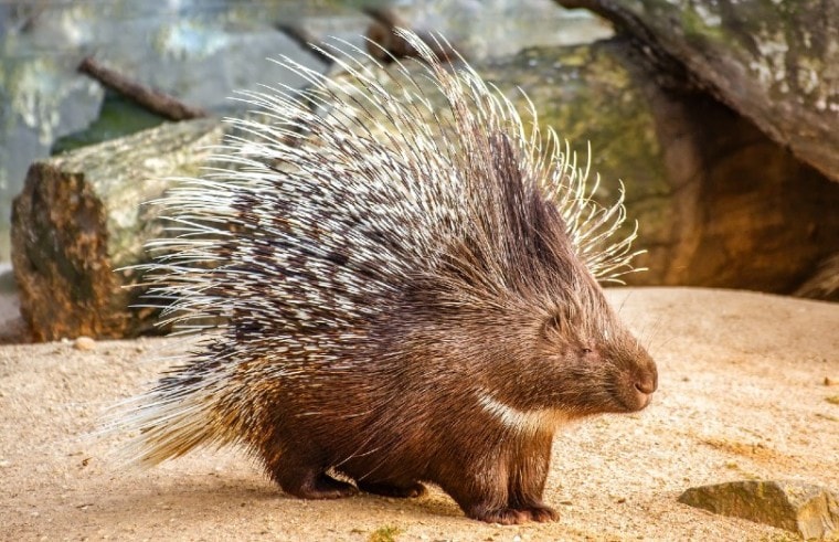 porcupine standing on sand