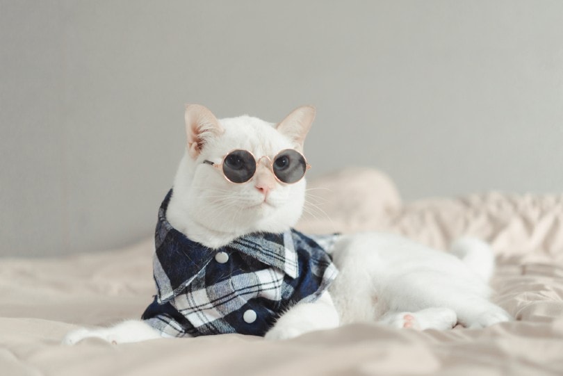portrait of white cat wearing glasses