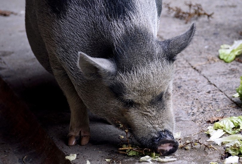 pot bellied pig eating a fruit