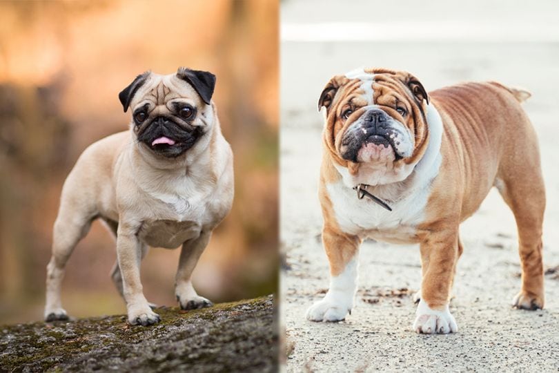are pugs and bulldogs related