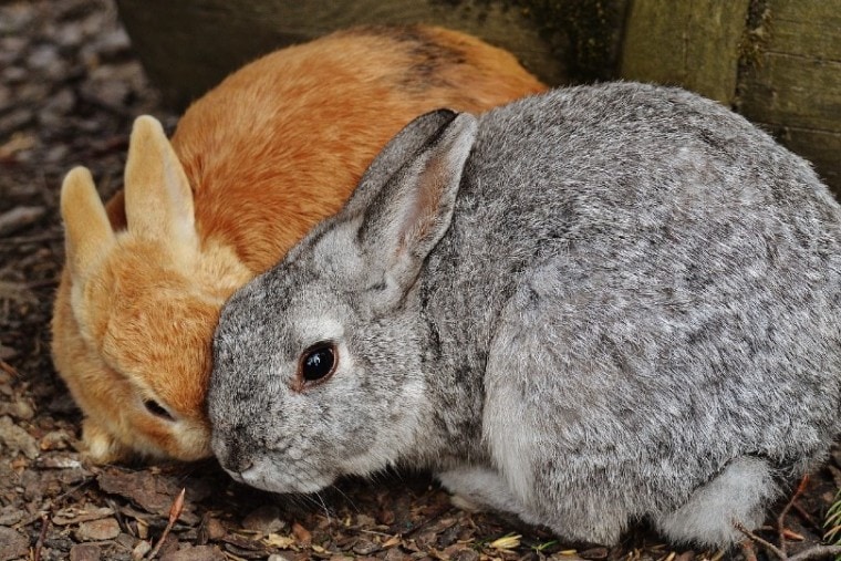 rabbit flatten ears