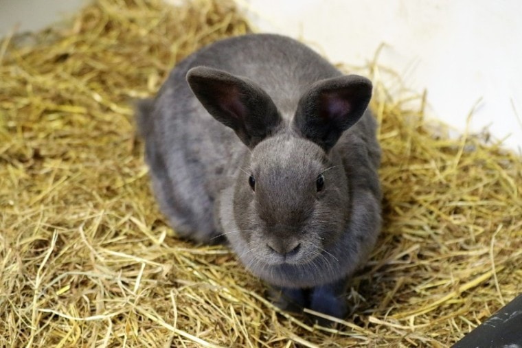 rabbit on hay grass